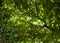 Tahongai, guest tree (Kleinhovia hospita), known as Timoho (Java, Indonesia) green leaves canopy