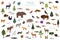 Taiga biome, boreal snow forest. Terrestrial ecosystem world map. Animals, birds, fish and plants infographic design