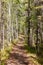 Taiga boreal forest summer trail aspen trees