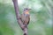 Taiga Flycatcher Ficedula albicilla Beautiful Male Birds of Thailand