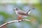 Taiga Flycatcher Ficedula albicilla Cute Birds of Thailand