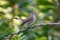 Taiga Flycatcher Ficedula albicilla Cute Female Birds of Thailand