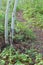 Taiga forest trail lined with Bunchberry flowers