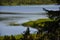 Taiga Lake framed by a green forest. Little duck on the water