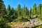 Taiga landscape in small lake