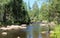 Taiga in the spring. Siberian forest. Taiga. Lake Baikal. Birch forest.