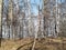 Taiga in the spring. Siberian forest. Taiga. Lake Baikal. Birch forest.