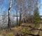 Taiga in the spring. Siberian forest. Taiga. Lake Baikal. Birch forest.