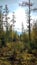 Taiga trail. Autumn in the taiga, tall larch trees