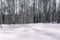 Taiga in the winter. Forest in winter. Closeup of winter forest. Conifers under the snow. S