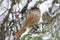 Taigagaai, Siberian Jay, Perisoreus infaustus