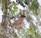 Taigagaai, Siberian Jay, Perisoreus infaustus