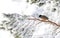 Taigagaai, Siberian Jay, Perisoreus infaustus