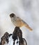 Taigagaai, Siberian Jay, Perisoreus infaustus