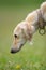 Taigan (Kyrgyz borzoi) dog head