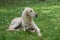 Taigan, Kyrgyz Sighthound sitting on the green grass.