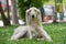 Taigan, Kyrgyz Sighthound sitting on the green grass.