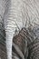 Tail of African Elephant