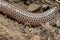 Tail of bronze grass skink Eutropis macularia.