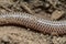 Tail of bronze grass skink Eutropis macularia.