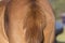 Tail of a brown horse close up