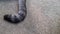 The tail of cat, on cement floor outside, the house moves slightly