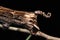 Tail closeup of Death`s Hawk Moth, Acherontia lachesis, Family Sphingidae