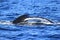 Tail of Deep diving Hump Back Whale Australia