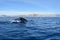 Tail of diving humpback whale, Cabo San Lucas