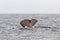 The tail of a diving sperm whale. Kaikoura, South Island. New Zealand