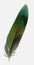 A tail feather of a lovebird on a white background