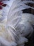 Tail Feathers White Bantams