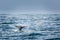 Tail fin of a diving grey whale in the pacific ocean