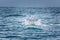 Tail fin of a diving grey whale in the pacific ocean