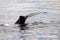 Tail fin of a gray whale in Atlantic