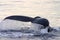 Tail fin of a gray whale in Atlantic