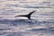 Tail fin of a gray whale in Atlantic