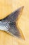 Tail fin of Lake Trout (Salvelinus namaycush)