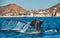 Tail fin of the mighty humpback whale above  surface of the ocean. Scientific name: Megaptera novaeangliae. Natural habitat.