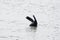 Tail Flippers of a Wild New Zealand Fur Seal, Murray River, Goolwa, SA