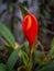 Tail Flower or Pigtail Flower (Anthurium), Rare Colombian Orchid