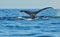 Tail fluke of diving humpback whale