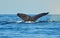 Tail fluke of diving humpback whale
