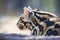 tail focus of sunda clouded leopard in dappled sunlight