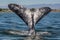 Tail of a gray whale on sea (Eschrichtius robustus) whale fluke