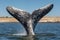 Tail of a gray whale on sea (Eschrichtius robustus) whale fluke