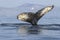 Tail humpback whale diving into the waters of the Pacific Ocean