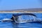 Tail of a humpback whale emerging from the deep sea waters of Cabo San Lucas in Baja California Sur, Mexico.