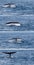 Tail humpback whale fluke up dive