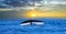 Tail humpback Whale Splash Drop Water